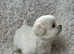 Adorable Pomeranian Puppies