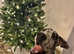 Great Dane pup