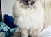2 bonded ragdoll cats
