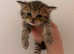 Last female Persian kitten