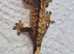 Super Tiger Crested Gecko