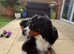 Bernese Mountain Dog 11-month-old