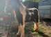 Dave rising 2 gelding cob
