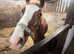 Registered Welsh D colt