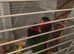 Pair of lorikeet male and female for sale