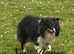 Black Tri Boy (Re home agreed)