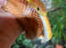 Corn Snakes