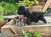 Beautiful bedlington terrier pups for sale.