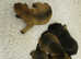 Kc sleam clear border terrier males