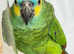 Stunning blue fronted Amazon parrot
