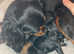 Petite Toy Cavapoo Puppies