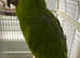 Yellow Headed Amazon Parrot for sale