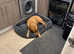 Red fox Labrador £300 no offers