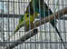6 Budgies for sale as pairs (Without cage)