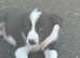 Border Collie pups for sale