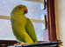 Stunning baby Indian ringnick parrot