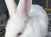 Havana/European rabbit babies for homes now.
