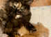 Maine Coon Kittens