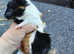 Guinea pigs