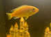 Variety of 6 Cichlids with or without tank for sale
