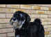 Beautiful young dog