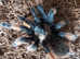 Brachypelma emilia - Mexican Redleg Tarantula