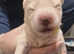 Samoyed Puppys