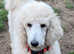 STANDARD POODLE - Female