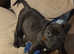 Staffordshire bull terrier for puppy sale