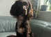 Max in need of a loving home 17 months old.