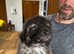 KC registered Estrela mountain dogs