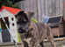 Kc registered Irish Wolfhound Puppies