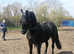 Adorable mix Hackney friesian horse / price has been dropped to £5500