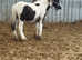 Traditional cob colt foal