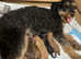 Adorable healthy Cavapoos puppies