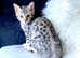 Large Savannah male