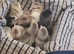 Chicks - Pekin Bantam day old
