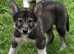 Rare Wolfalike Puppies Ready For Forever Homes