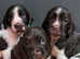 English Springer Spaniel Puppies for sale