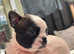 Beautiful Boston terrier pups