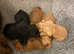 Stunning litter of F1 cockerpoo 1 boy and 1 girl left