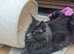 Xtra large Maine coon