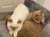 2 beautiful girls who are 2.5 years. Full pedigree