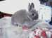 NETHERLAND DWARF PURE BREED YOUNG BABY RABBITS