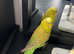 Male budgie for sell