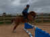 Registered Welsh c gelding fun all rounder
