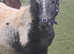 Grade a appaloosa