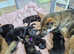 **READY TO LEAVE NOW **German shepherd