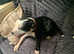 14 month old male staff £200