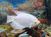 Giant gourami for sale